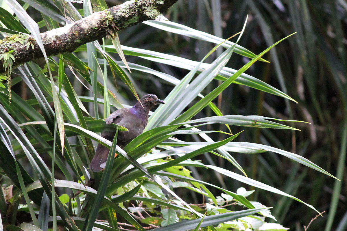 Amethyst Brown Dove (Phapitreron amethystinus)