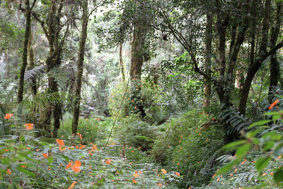 Forest on Mount Apo