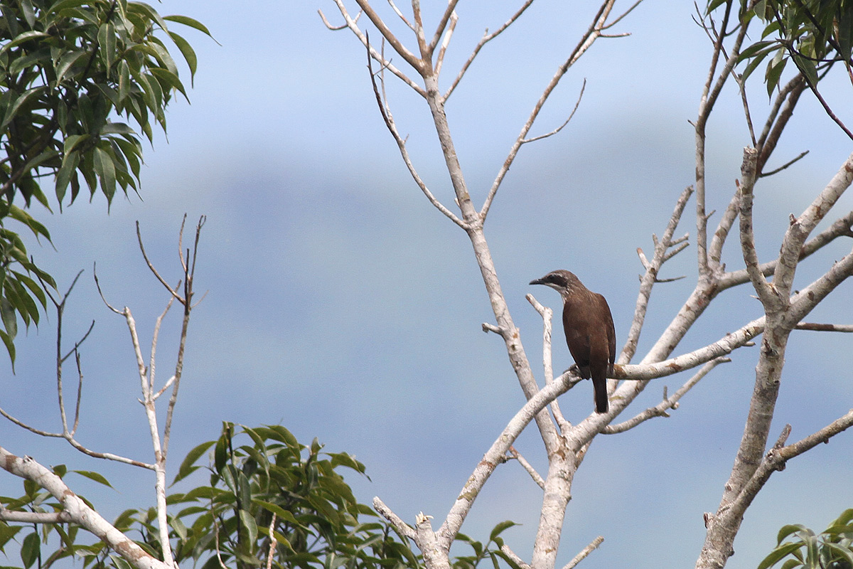 Stripe-breasted Rhabdornis (Rhabdornis inornatus alaris)