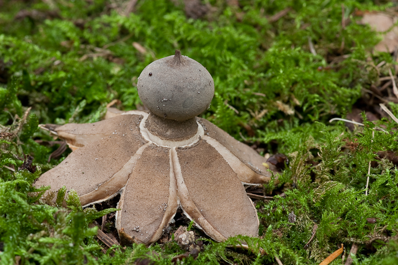 Geastrum pectinatum - Grote Aardster - Earthstar Fungus