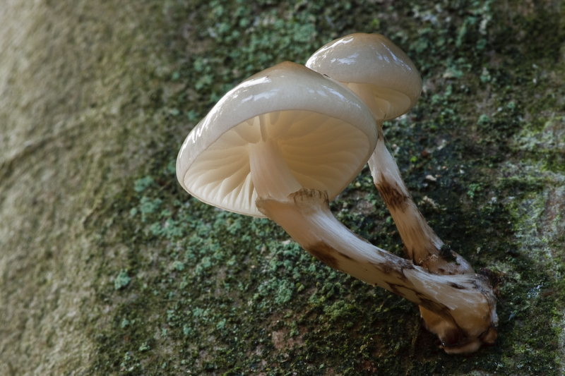 Oudemansiella mucida - Porseleinzwam - Porcelain Fungus