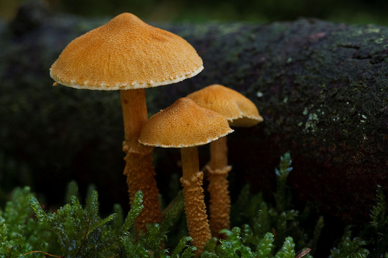 Cystoderma amianthinum - Okergele Korrelhoed - Earthy Powdercap