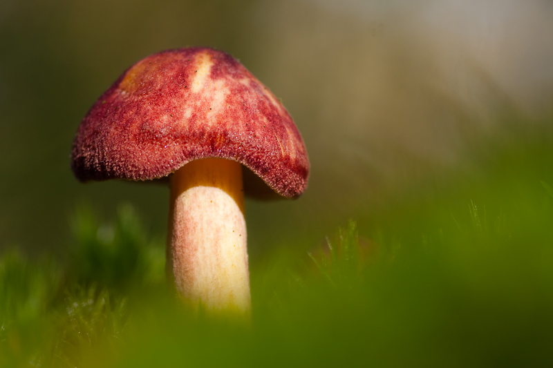 Tricholomopsis rutilans - Koningsmantel - Plums and Custard