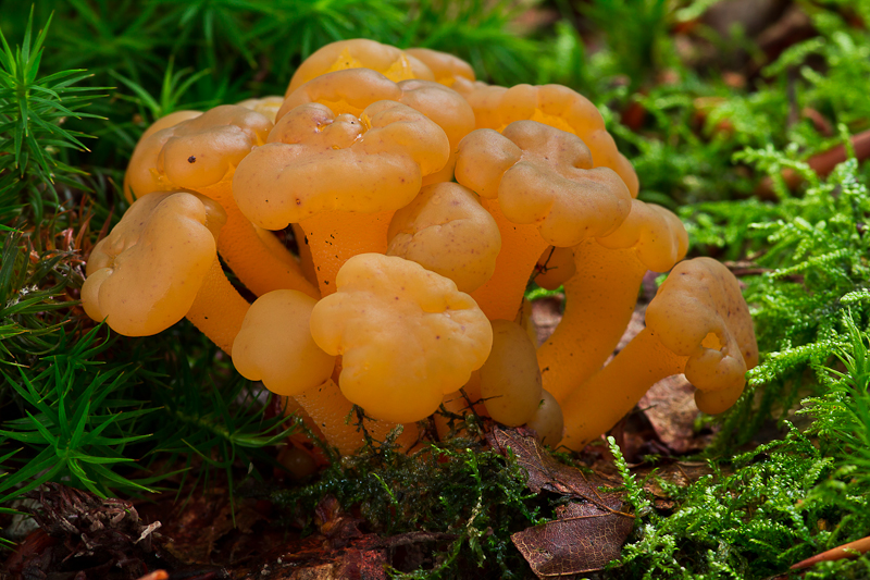 Leotia lubrica - Groene Glibberzwam - Jellybaby