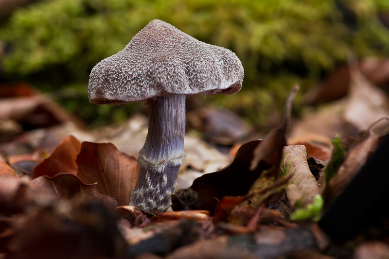Cortinarius paleifer - Paarse Pelargoniumgordijnzwam - Pelargonium Webcap