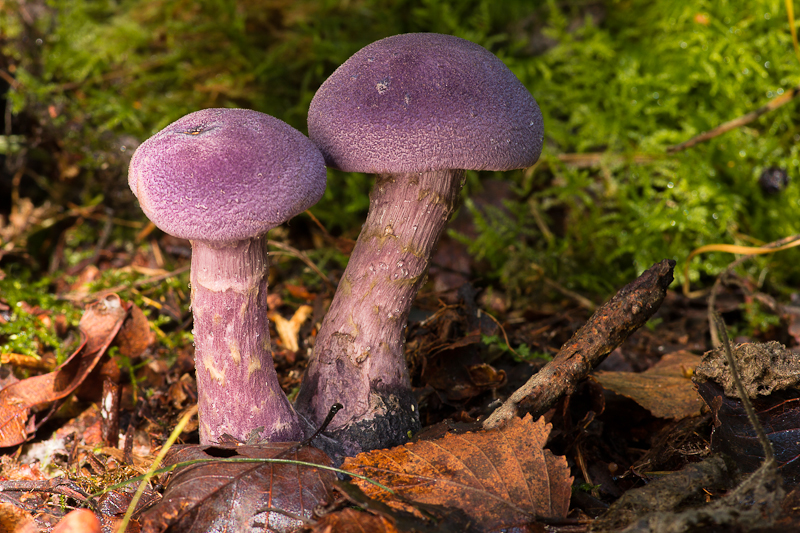 Cortinarius violaceus - Violette Gordijnzwam - Violet Webcap