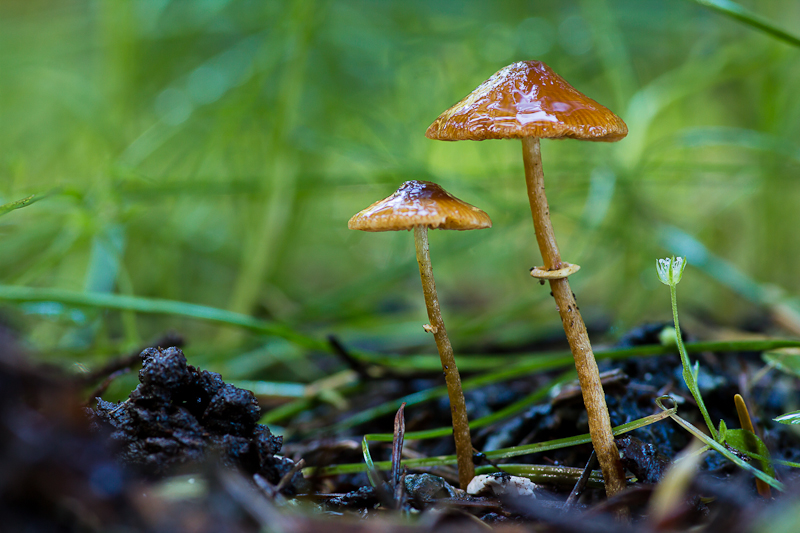 Conocybe arrhenii - Geringd Breeksteeltje - Ringed Conecap