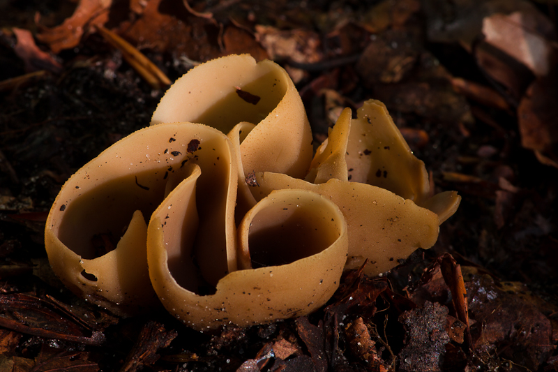 Otidea alutacea - Zeemkleurig Hazenoor - Tan Ear