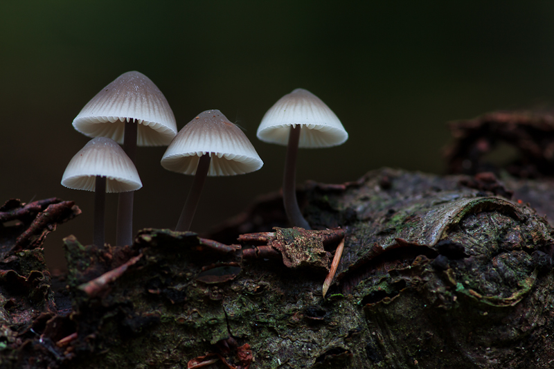Mycena galopus var. nigra - Zwarte Melksteelmycena - Black Milking Bonnet