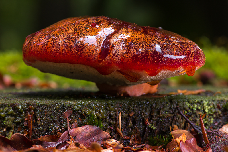 Fistulina hepatica - Biefstukzwam - Beefsteak Fungus