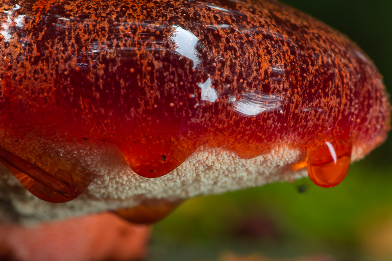Fistulina hepatica - Biefstukzwam - Beefsteak Fungus