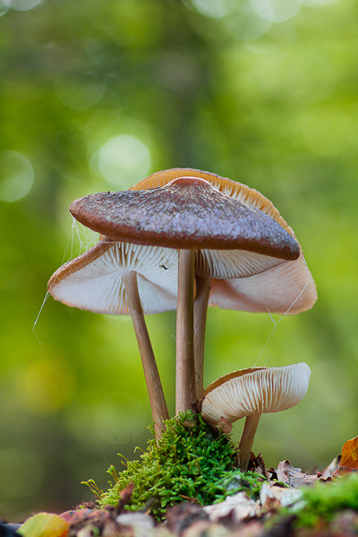 Oudemansiella radicata - Beukwortelzwam - Rooting Shank
