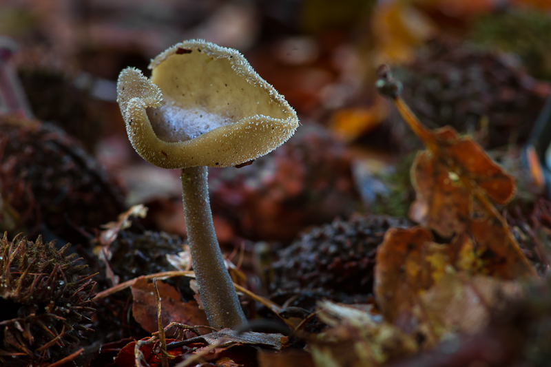 Helvella macropus - Schotelkluifzwam - Elfin Cup