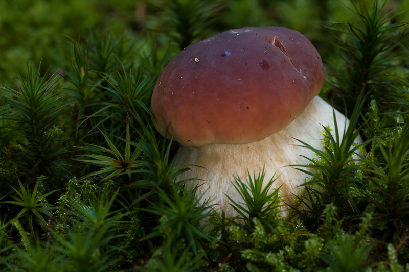 Boletus edulis - Gewoon Eekhoorntjesbrood - Penny Bun
