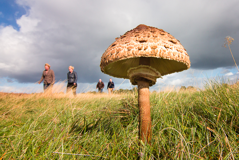 Macrolepiota procera - Grote Parasolzwam - Parasol