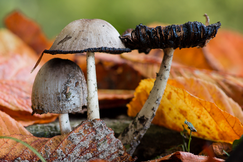 Coprinopsis atramentaria - Grote Kale Inktzwam - Common Inkcap