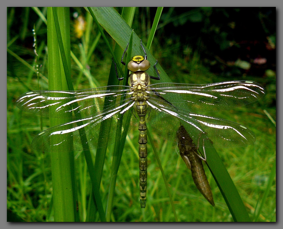  Southern hawker.teneral male