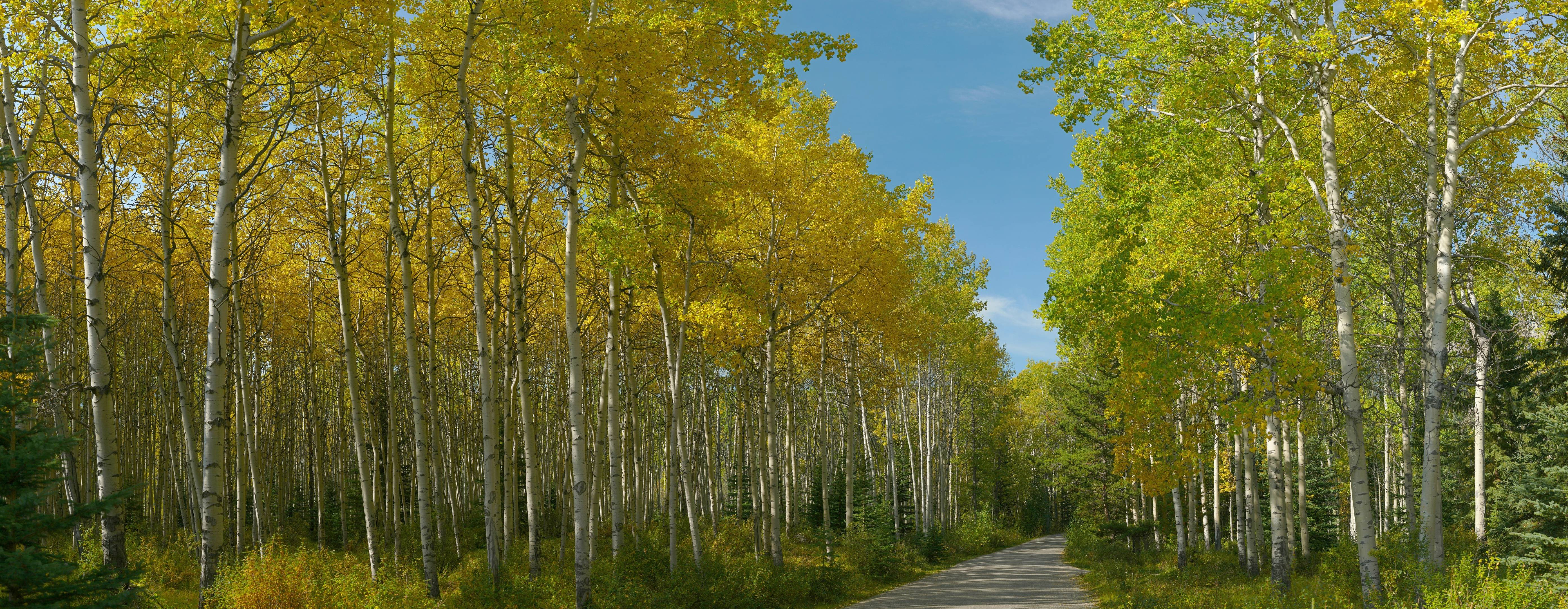 Pyramid Aspens 10-1.35 USM.jpg