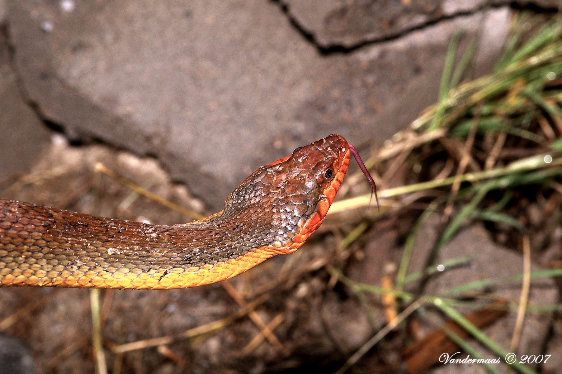 Red-bellied Watersnake (Nerodia erythrogaster)