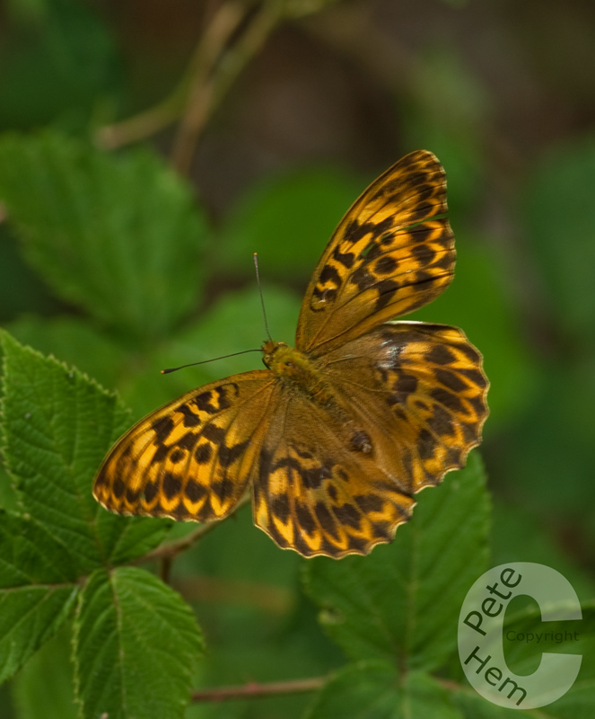 High Brown Frittilary