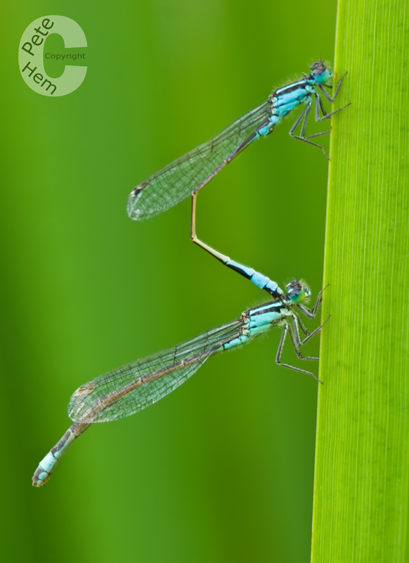 Damselflies