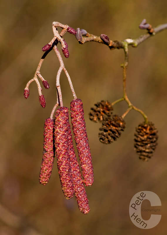 Red Catkins