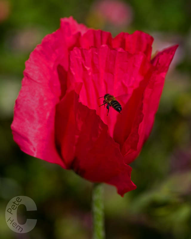 Hover fly in flight