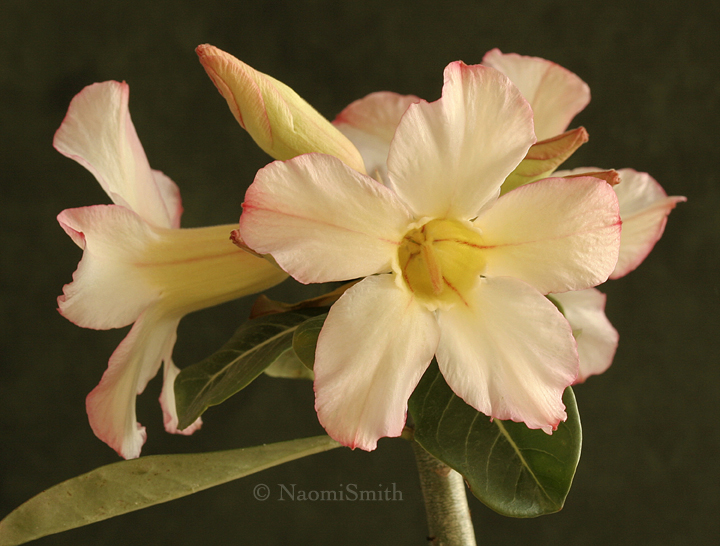 Adenium Hybrid CB106 D8 #8241