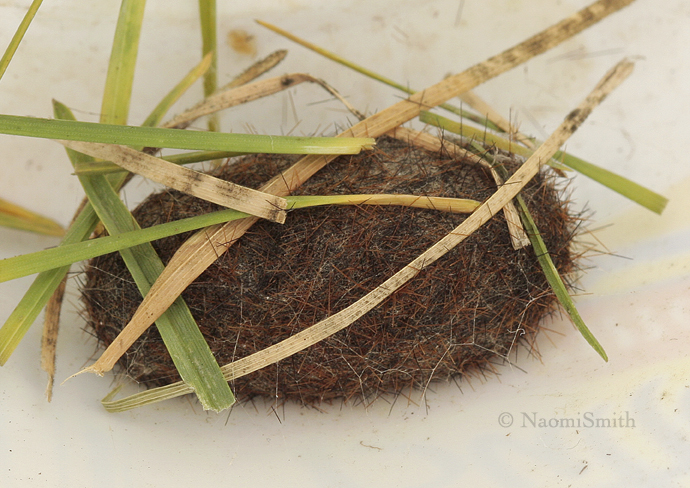Woolly Bear Cocoon-Pyrrharctia isabella - see #4450  AP9 #1859