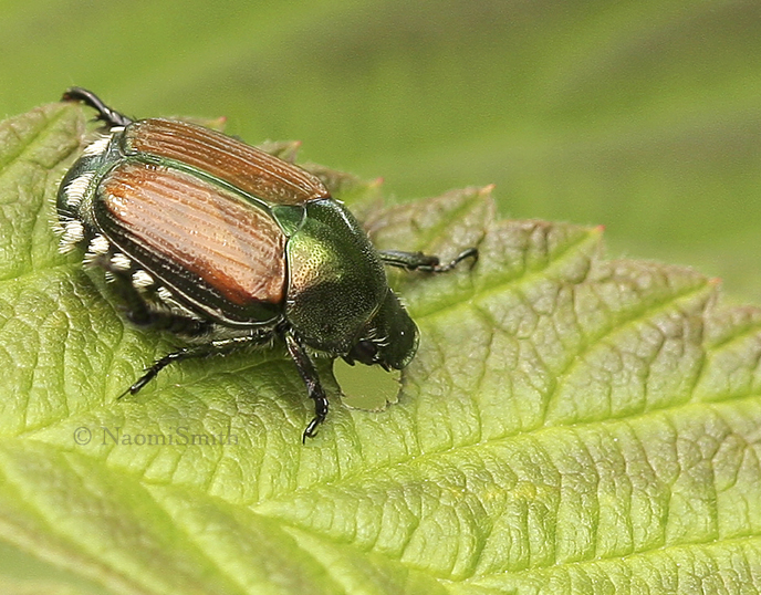 Japanese Beetle - Popilla japonica  AU9 #2517.