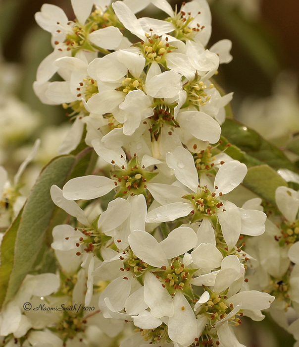 Amelanchier alnifolia - Saskatoon Berry MY10 #0203