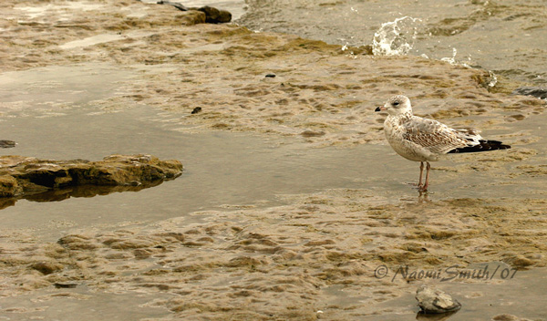 Gull at Presquile S7 #4725