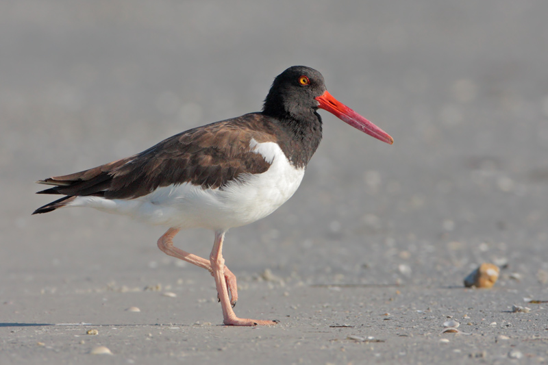 Oystercatcher