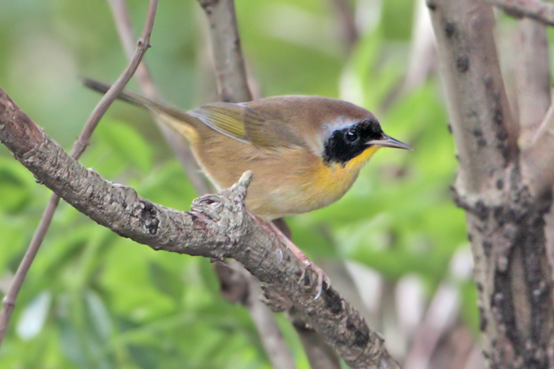 Common Yellowthroat (male)