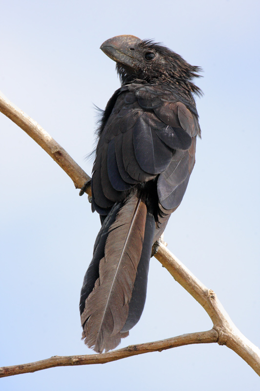 Smooth-billed (Ani Garrapatero)