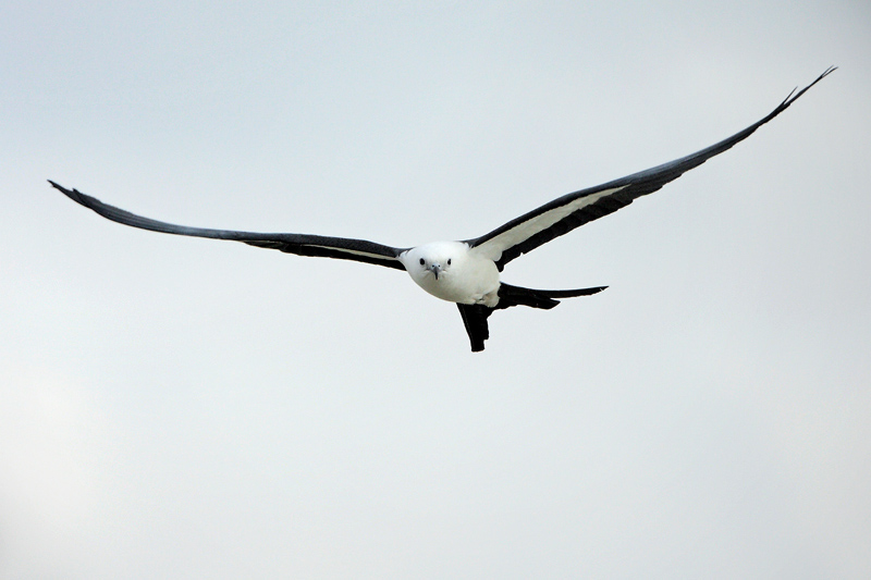 American Swallow-tailed Kite
