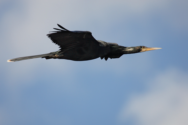 Anhinga flight