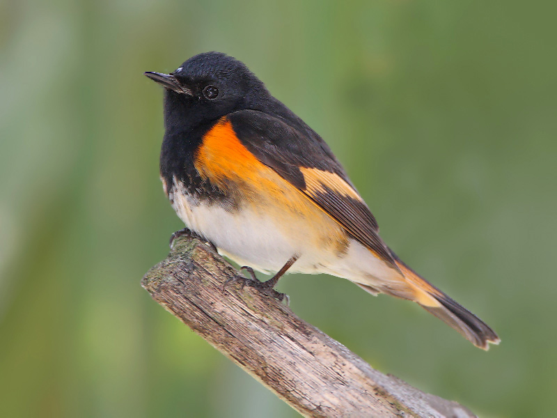 American Redstart