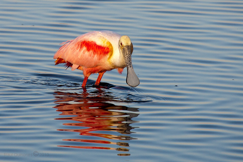 Roseate Spoonbill