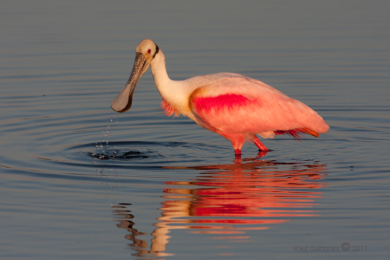 Roseate Spoonbill