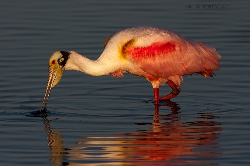 Roseate Spoonbill
