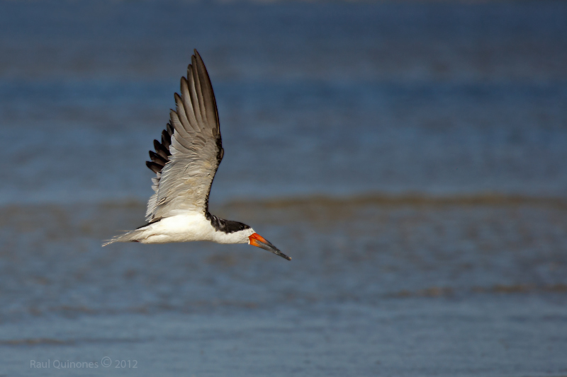 Black Skimmer