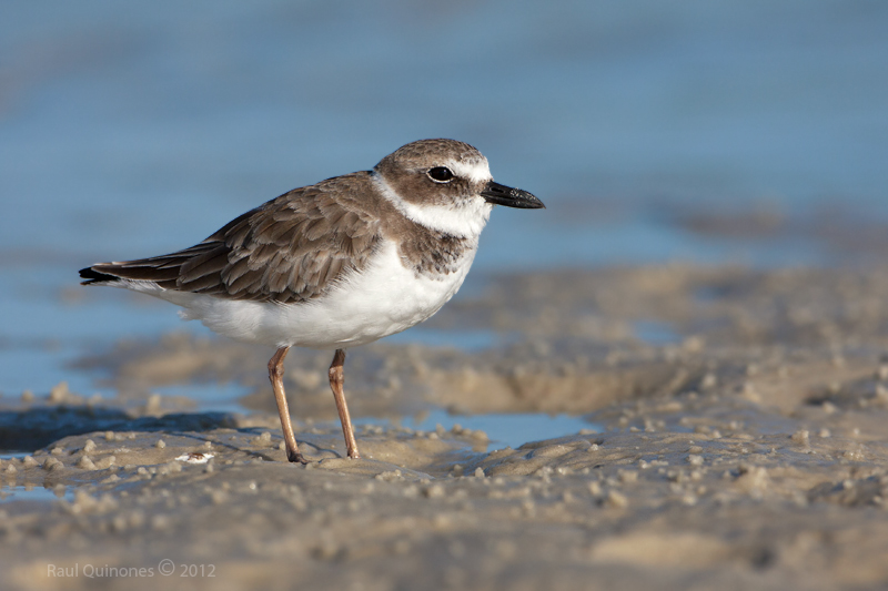 Wilson Plover