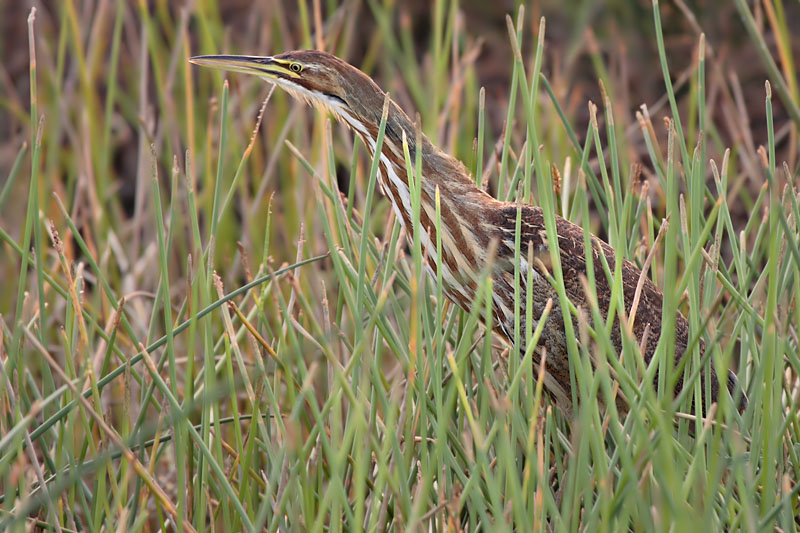 American Bittern