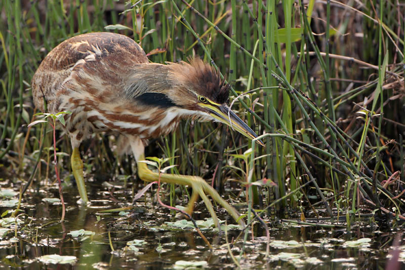 American Bittern