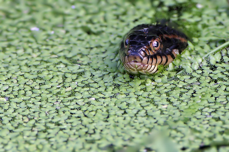 Banded watersnake