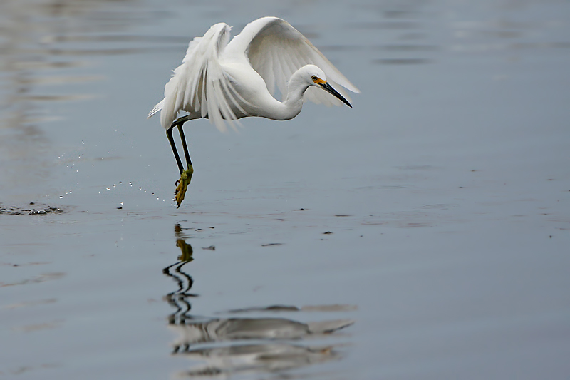 Snowy Egret fly