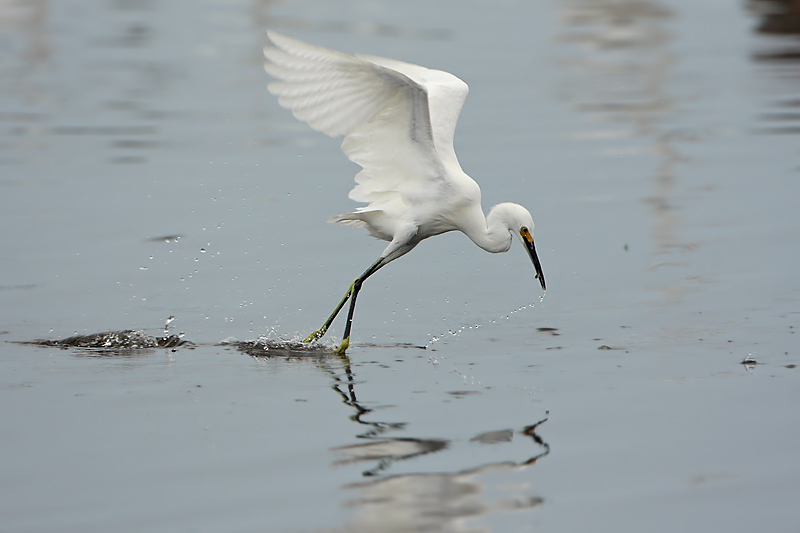 Snowy Egret fishing