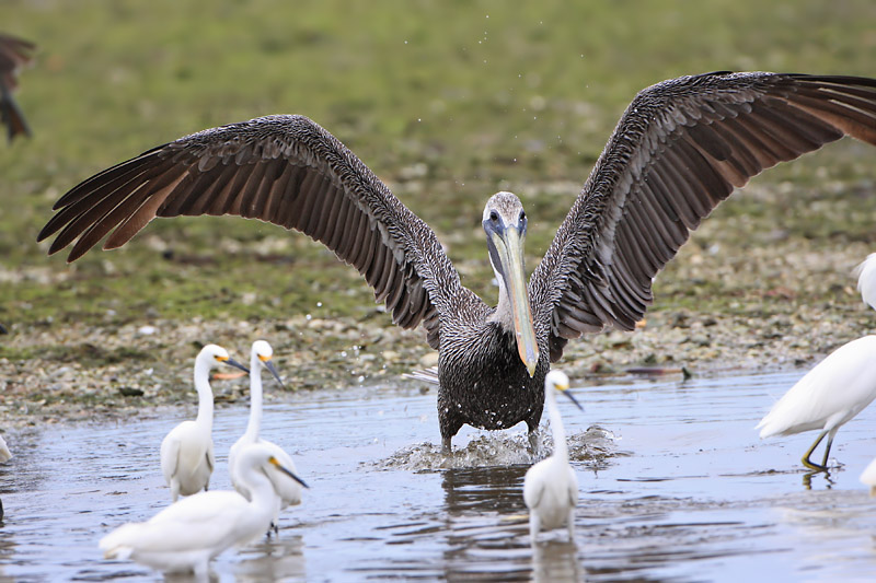 Brown Pelican