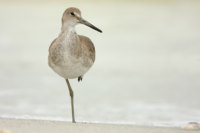 Willet